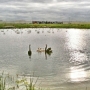 North Epping Water Catchment